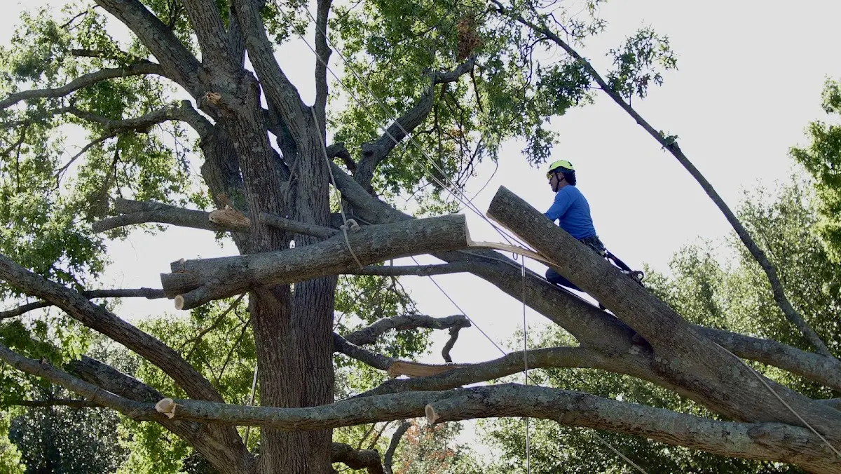 Professional Crown Thinning performed by certified arborists in Big Sandy